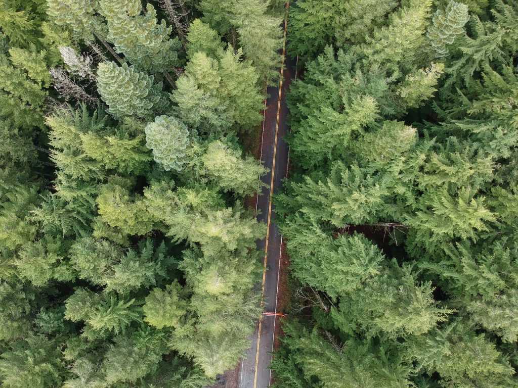 aerial view of trees and a road