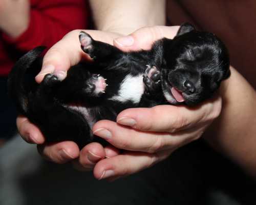 What to Buy Before Getting a Puppy