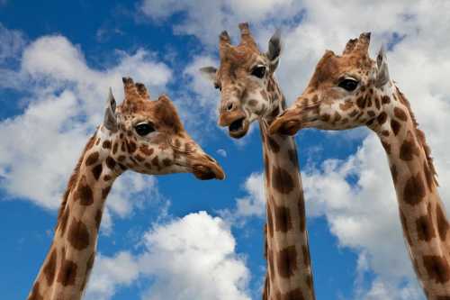 three giraffes looking at each other